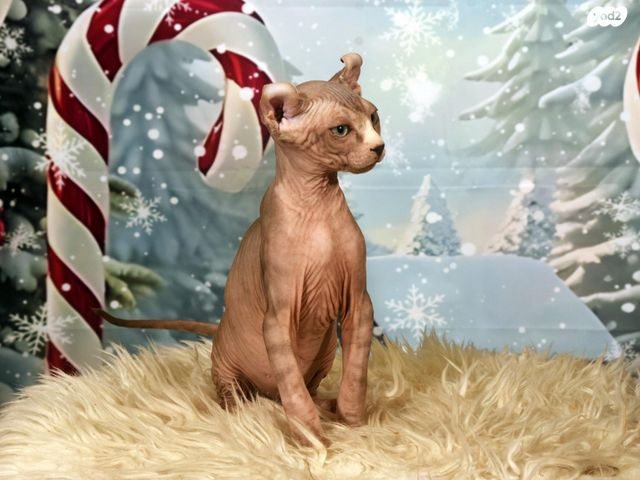 חתול ספינקס