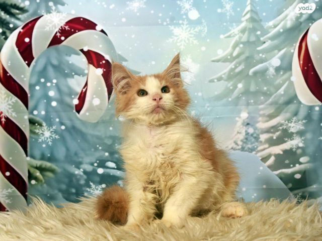 חתול מיין קון