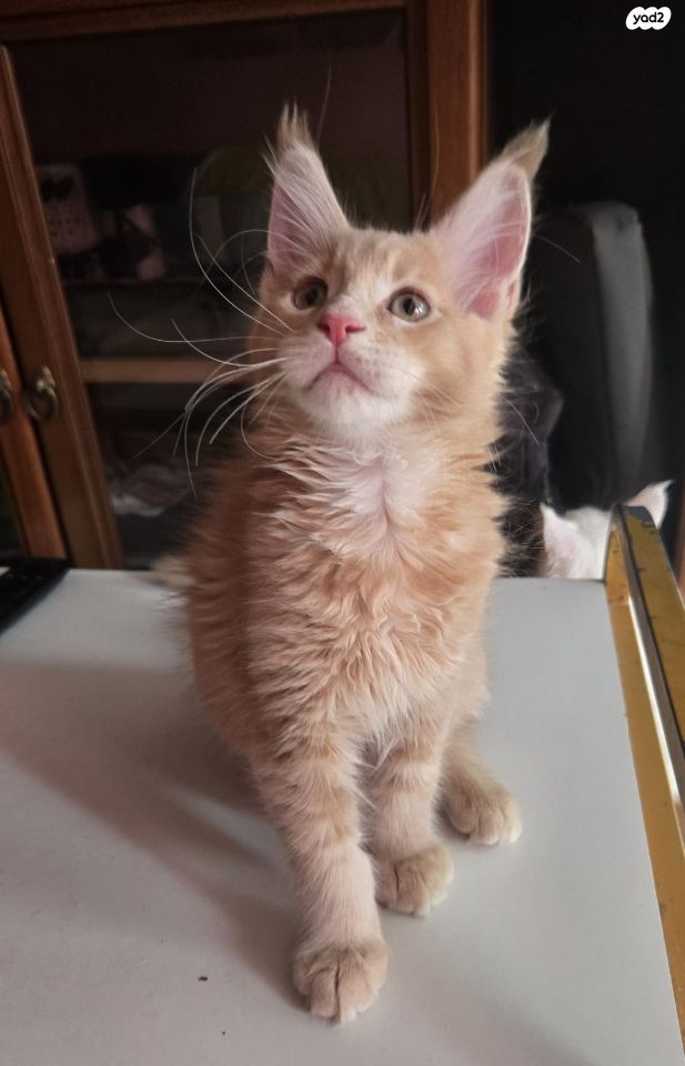 חתול מיין קון