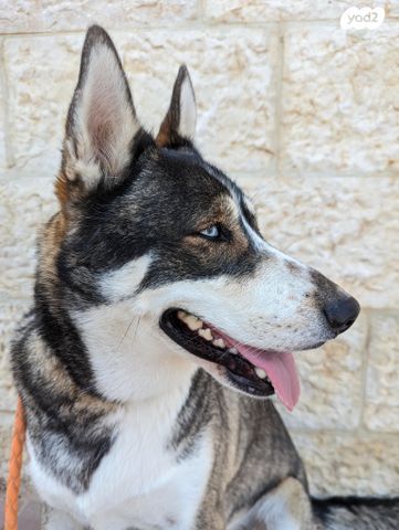 כלב האסקי סיבירי