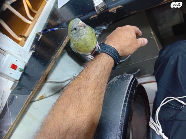 תוכי פרקיטים אוסטרלים