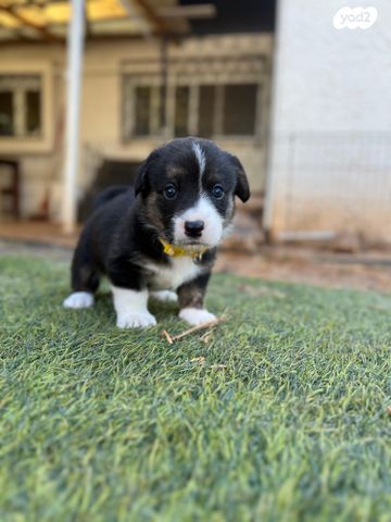 כלב וולש קורגי