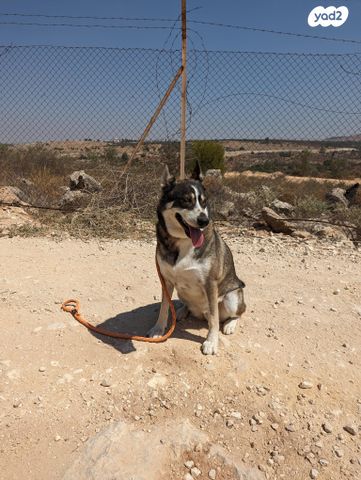 כלב האסקי סיבירי