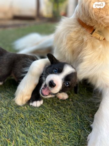 כלב וולש קורגי