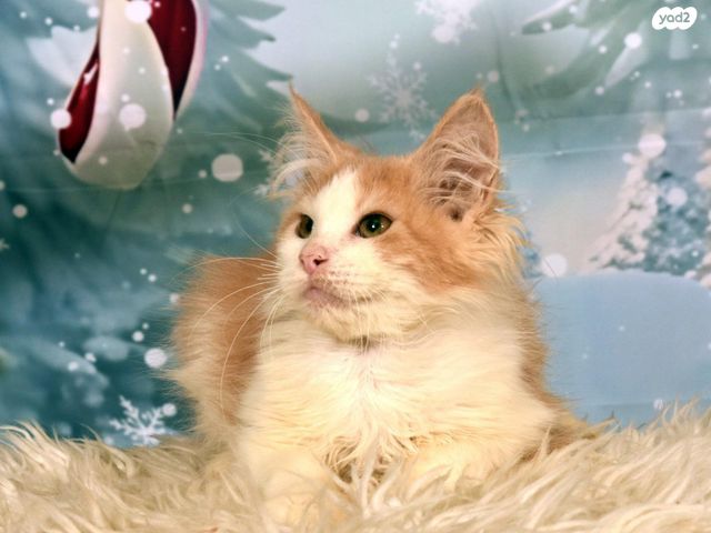 חתול מיין קון