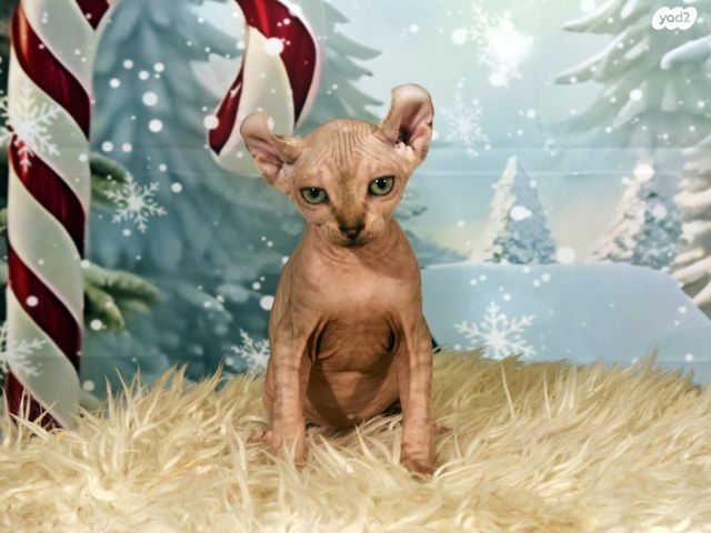 חתול ספינקס