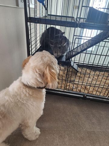 מכרסם צ'ינצ'ילה