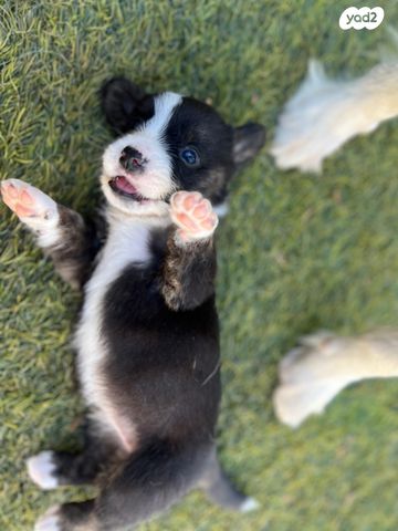 כלב וולש קורגי