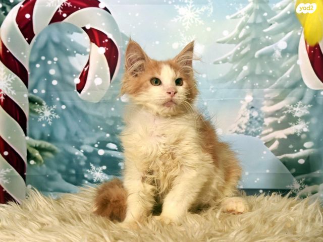 חתול מיין קון