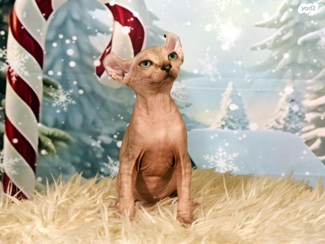 חתול ספינקס