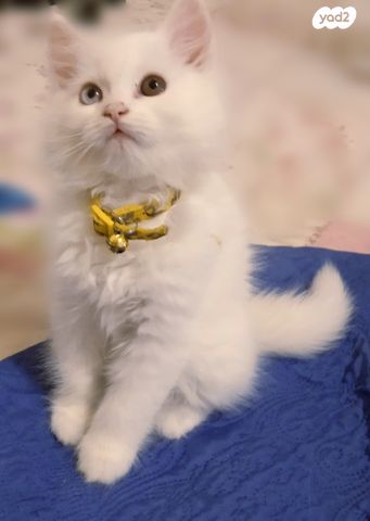 חתול אנגורה