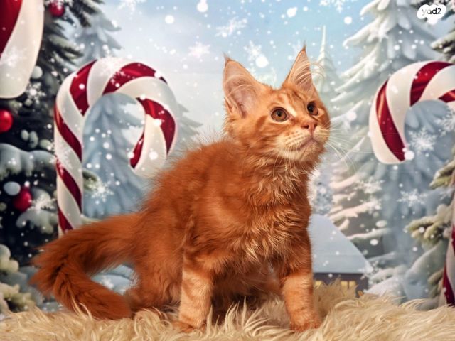 חתול מיין קון