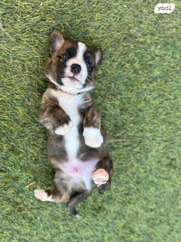 כלב וולש קורגי