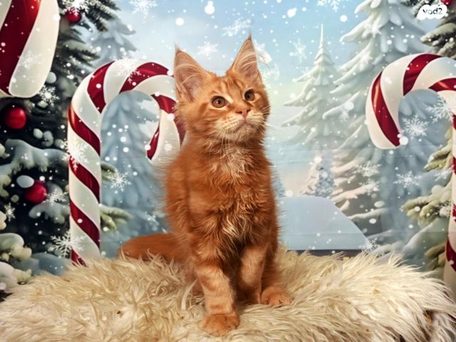 חתול מיין קון