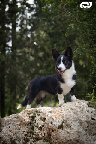 כלב וולש קורגי