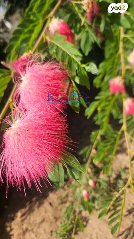 ברק בן אבינועם 3