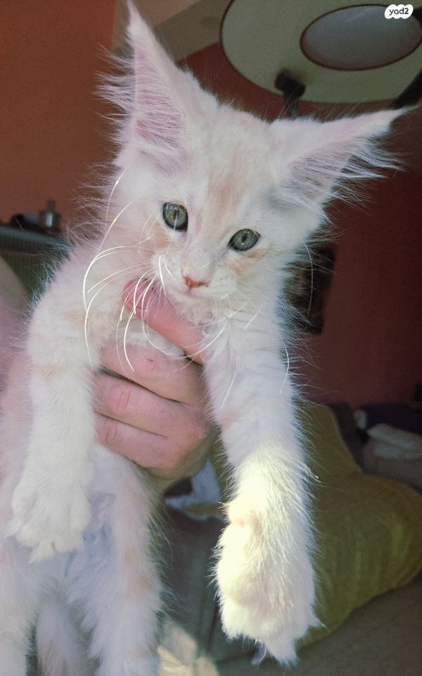 חתול מיין קון