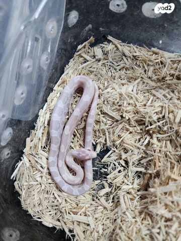 זוחל כרכן תירס