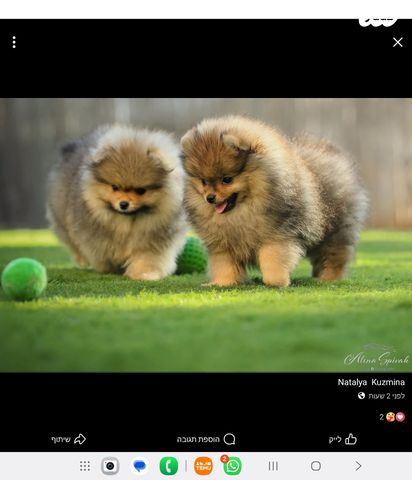 כלב פומרניין/פומרני