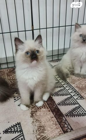 תמונת מודעה - חיות מחמד