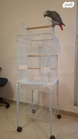 תמונת מודעה - חיות מחמד