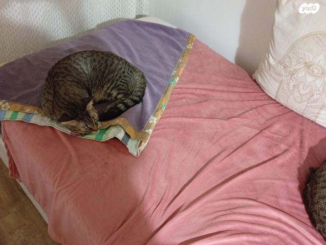 תמונת מודעה - חיות מחמד