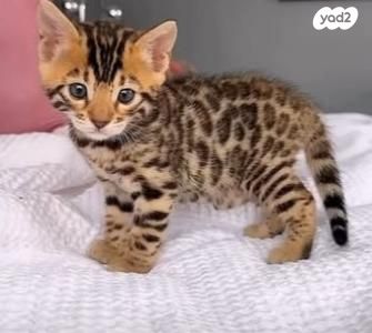 תמונת מודעה - חיות מחמד