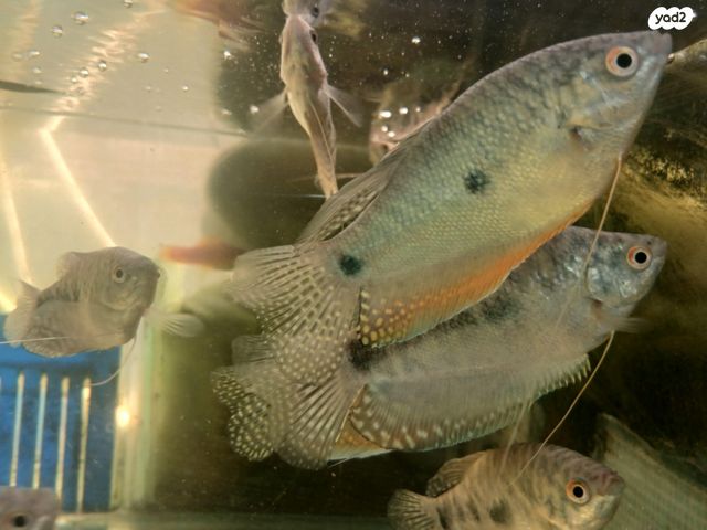 תמונת מודעה - חיות מחמד