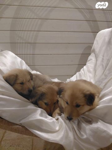 תמונת מודעה - חיות מחמד