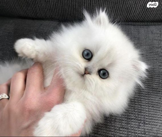 תמונת מודעה - חיות מחמד