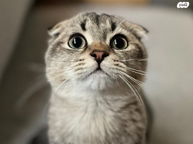 תמונת מודעה - חיות מחמד