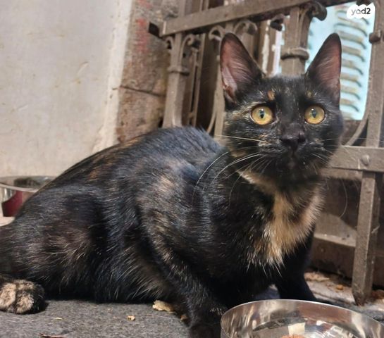 תמונת מודעה - חיות מחמד