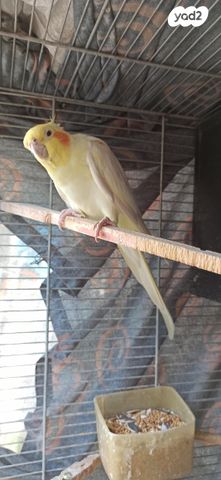 תמונת מודעה - חיות מחמד