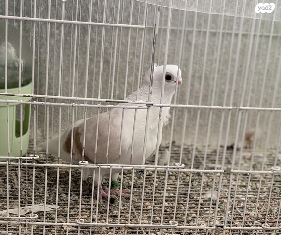 תמונת מודעה - חיות מחמד