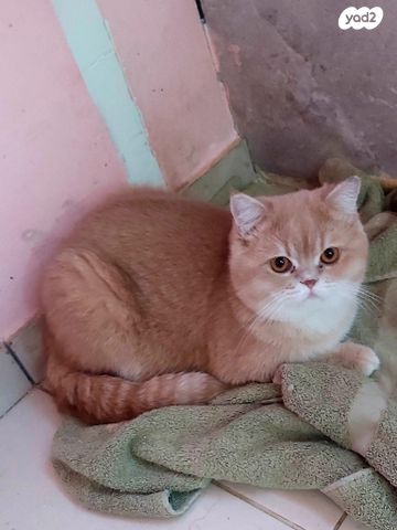 תמונת מודעה - חיות מחמד