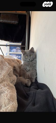 תמונת מודעה - חיות מחמד