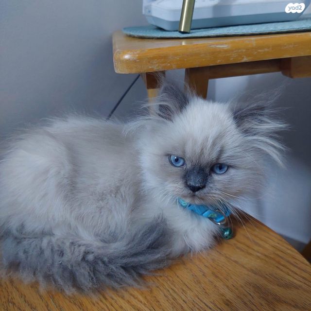 תמונת מודעה - חיות מחמד