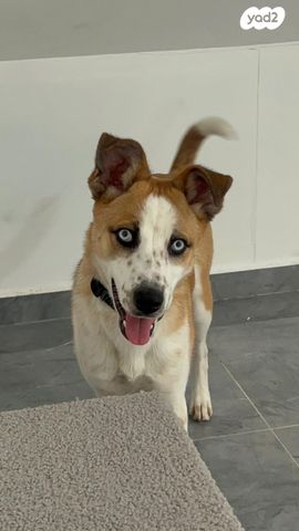 תמונת מודעה - חיות מחמד