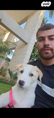 תמונת מודעה - חיות מחמד