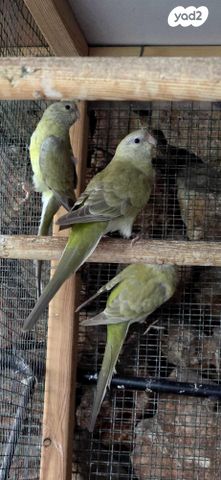 תמונת מודעה - חיות מחמד