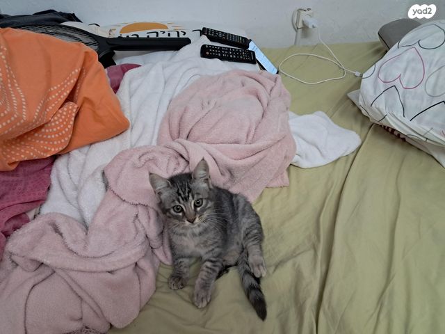 תמונת מודעה - חיות מחמד