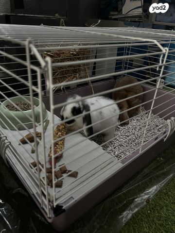 תמונת מודעה - חיות מחמד