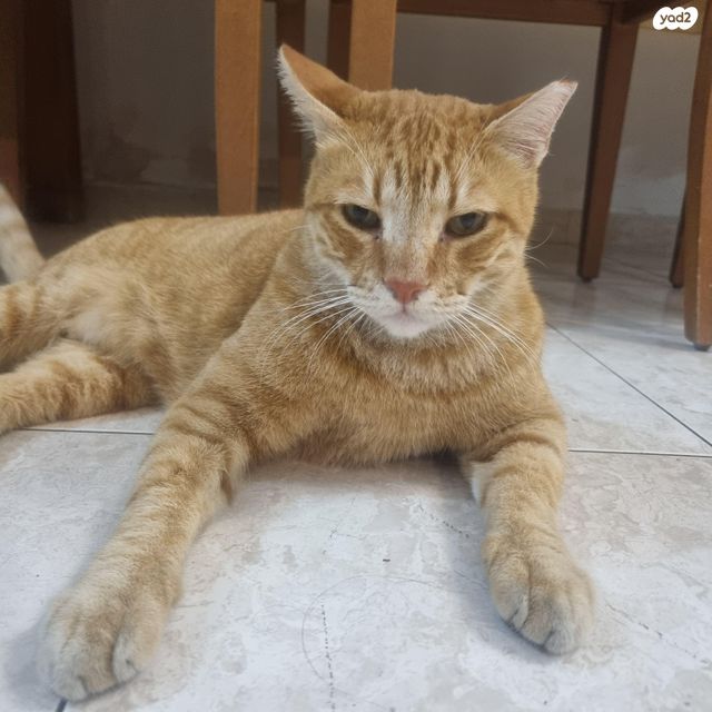 תמונת מודעה - חיות מחמד