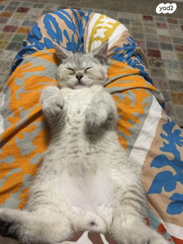 תמונת מודעה - חיות מחמד