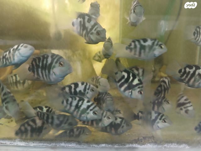 תמונת מודעה - חיות מחמד