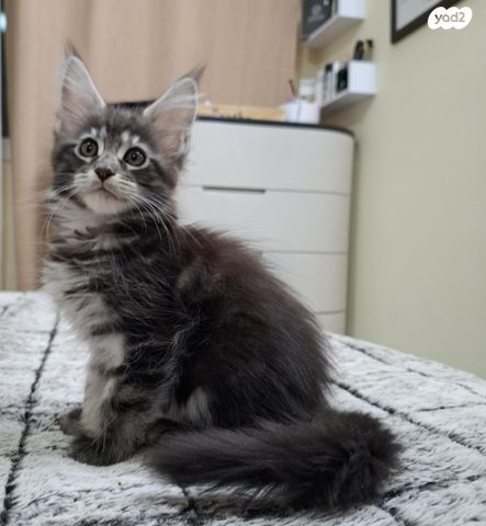 תמונת מודעה - חיות מחמד