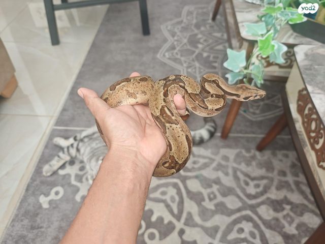 תמונת מודעה - חיות מחמד