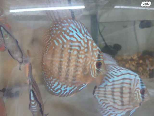 תמונת מודעה - חיות מחמד