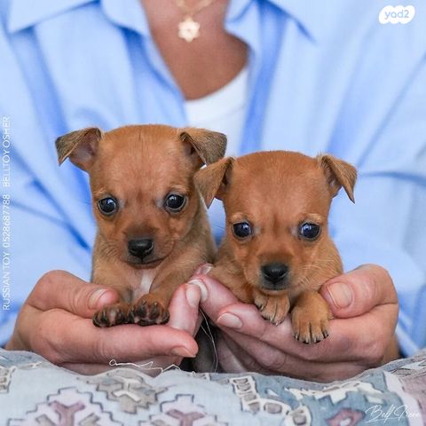 תמונת מודעה - חיות מחמד