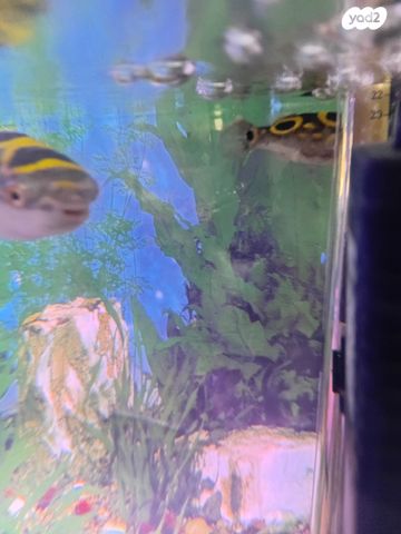 תמונת מודעה - חיות מחמד